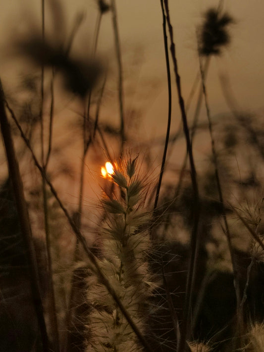 a close up of a plant with the sun in the background